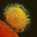 mers virus © reuters