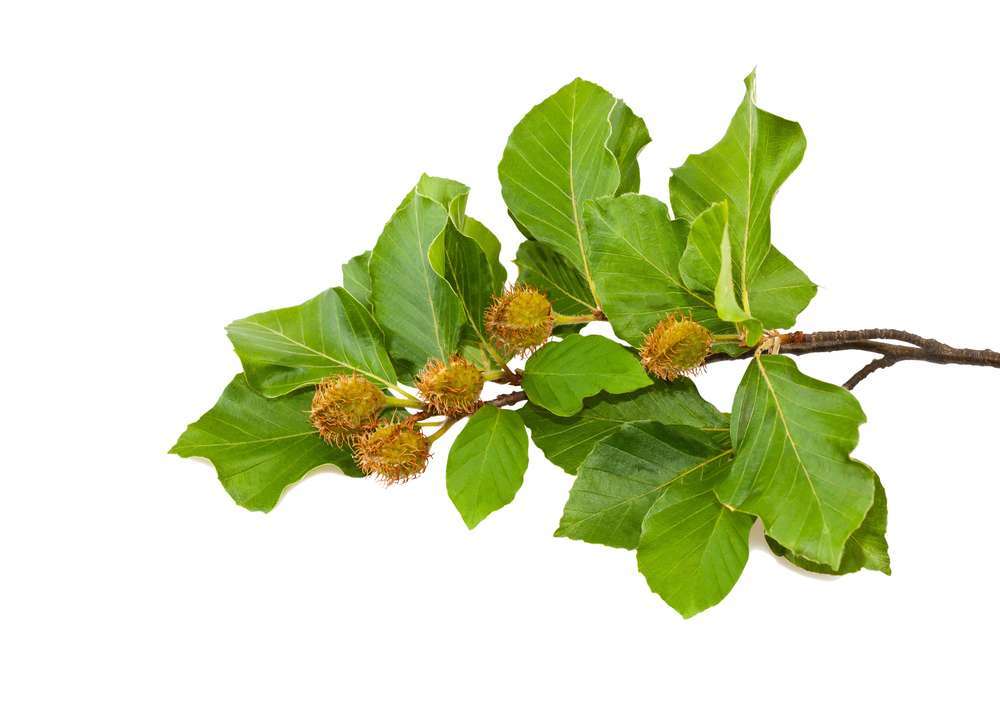 Bachbloesem Beech of Beuk: uitleg en toepassingen