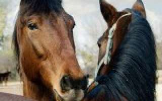 Bachbloesems voor paarden