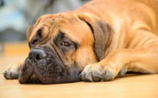 Bachbloesems voor honden