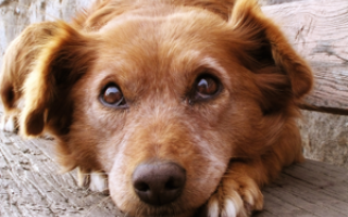 Bachbloesem Mix 100 Honden en vuurwerk