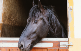 Bachbloesem Mix 121 Bange paarden