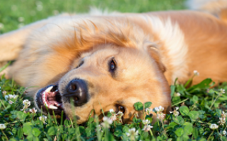Bachbloesem Mix 104 Aanvallen bij honden