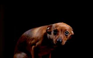 Eerste hulp remedie voor honden