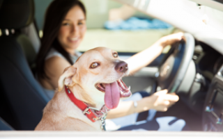 Bachbloesem mix 105 Hond in de auto