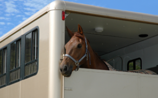 Bachbloesem Mix 122 Trailer stress paard