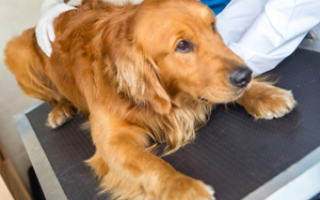 Bachbloesem mix 106 Stress bij honden