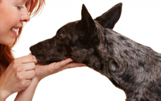 Bachbloesem mix 107 Bange hond